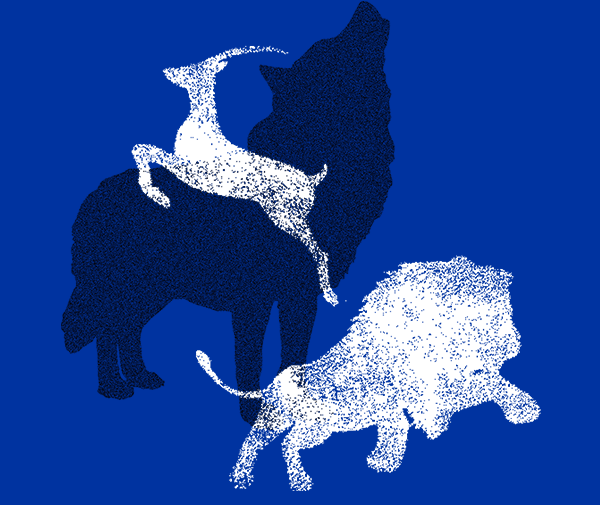 ʨ�ӡ��������